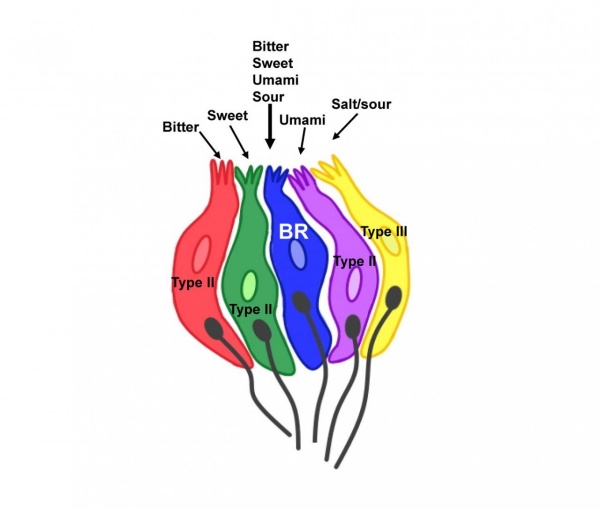 Zoom image: Most taste cells selectively respond to a specific stimulus type while broadly responsive cells respond to multiple taste qualities. Credit: Jhanna Flora and Kathryn Medler 