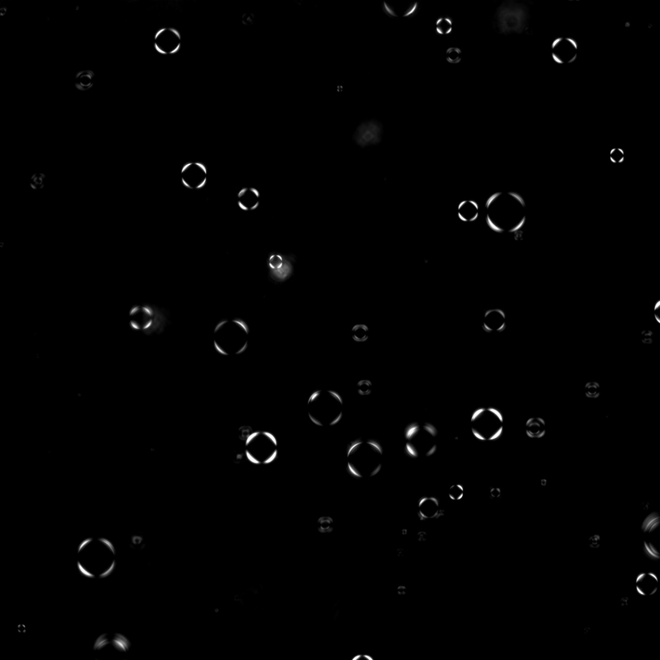 Zoom image: A polarization microscopy image of protein-RNA vesicles created in the lab. Among past discoveries, Priya Banerjee's team at UB co-led a study showing that under certain precise conditions, protein and RNA will sometimes come together to form the vesicles &mdash; hollow, spherical sacks &mdash; instead of liquid droplets that don't have a hollow center. Credit: Ibraheem Alshareedah. 