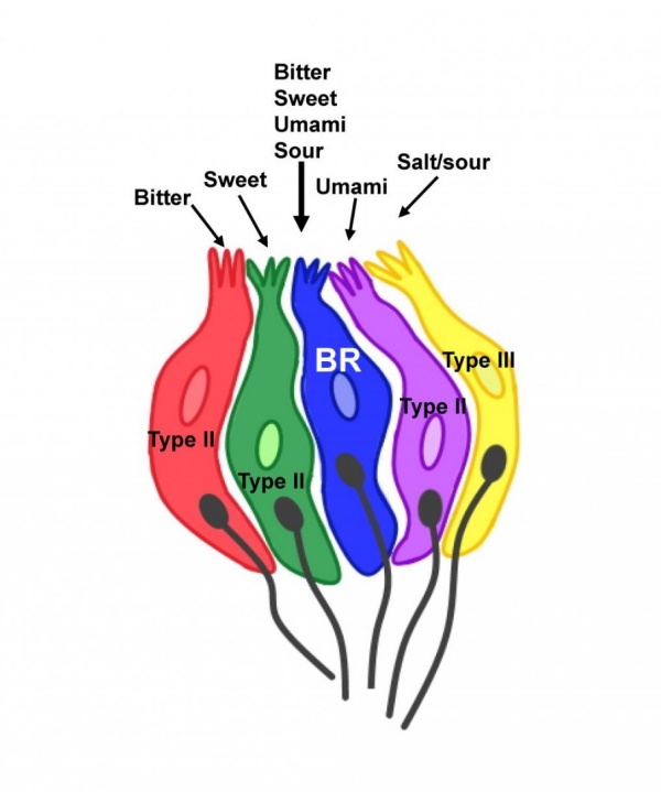 Zoom image: Most taste cells selectively respond to a specific stimulus type while broadly responsive cells respond to multiple taste qualities. Credit: Jhanna Flora and Kathryn Medler 
