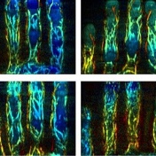 Zoom image: Researchers developed a new biometric approach that uses 3D images of finger veins. Shown are finger vessel images from eight different subjects, with colors that represent different depths. Photo: Jun Xia 