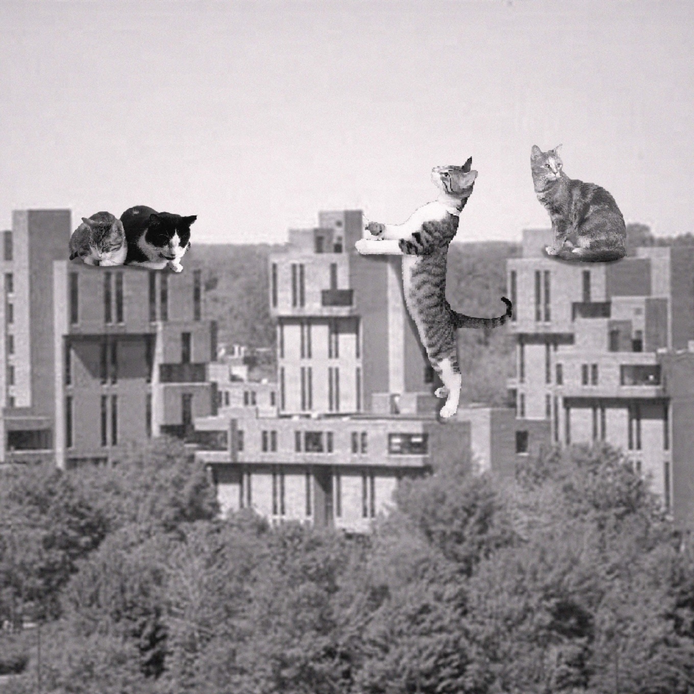 Three cats superimposed onto a photo of the Ellicott Complex on UB's North Campus. 
