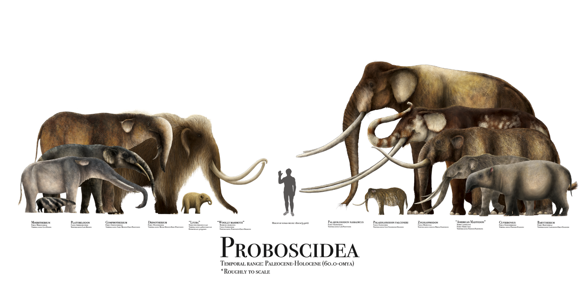Zoom image: Artist's illustration of species within the taxonomic order Proboscidea, which includes elephants. Credit: Liam Elward 