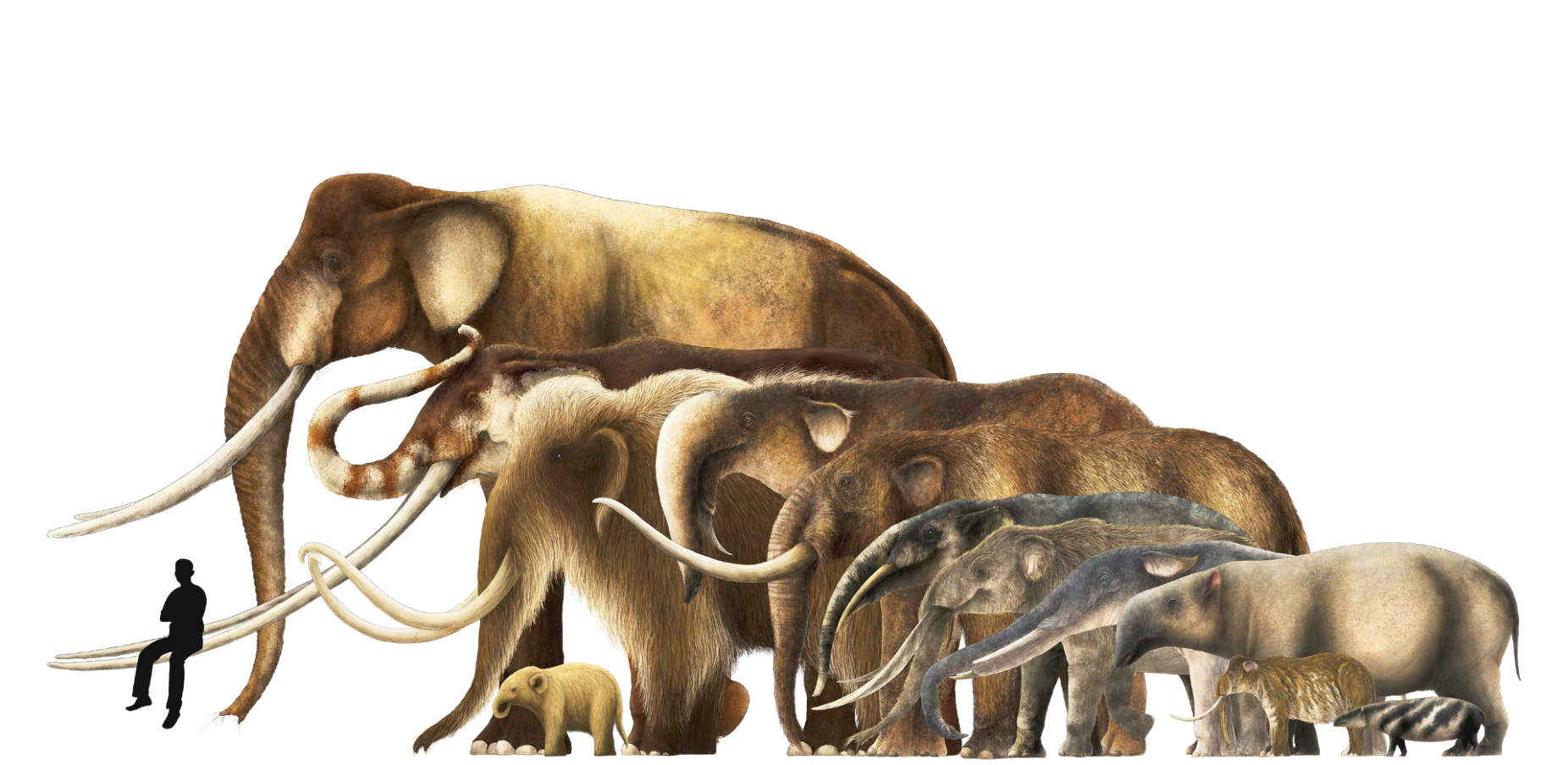 Zoom image: Artist's illustration of species within the taxonomic order Proboscidea, which includes elephants. Credit: Liam Elward 