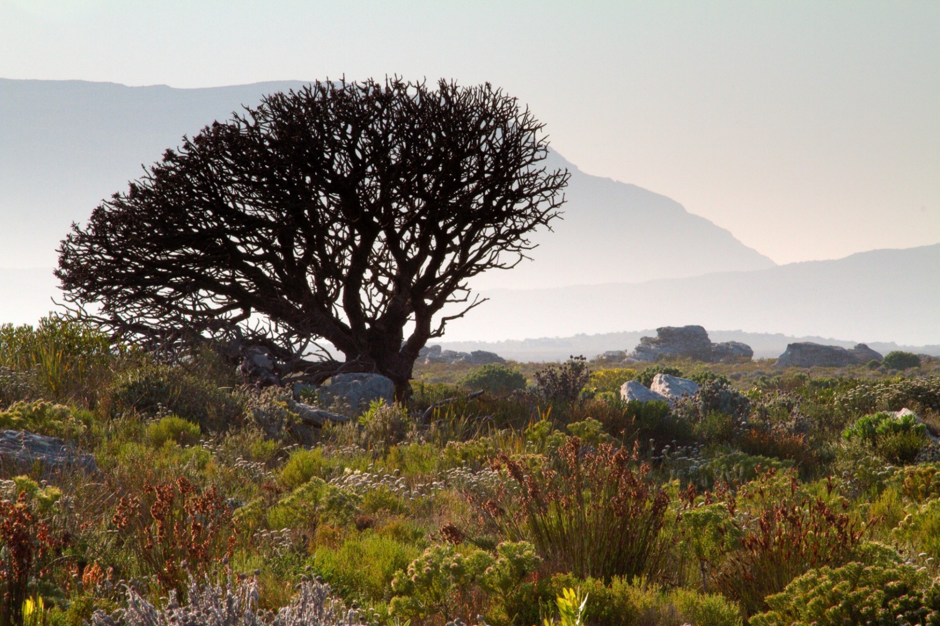 Zoom image: A protea shrub growing amongst reeds and dozens of other plant species in South Africa&rsquo;s Greater Cape Floristic Region. Credit: Adam Wilson 