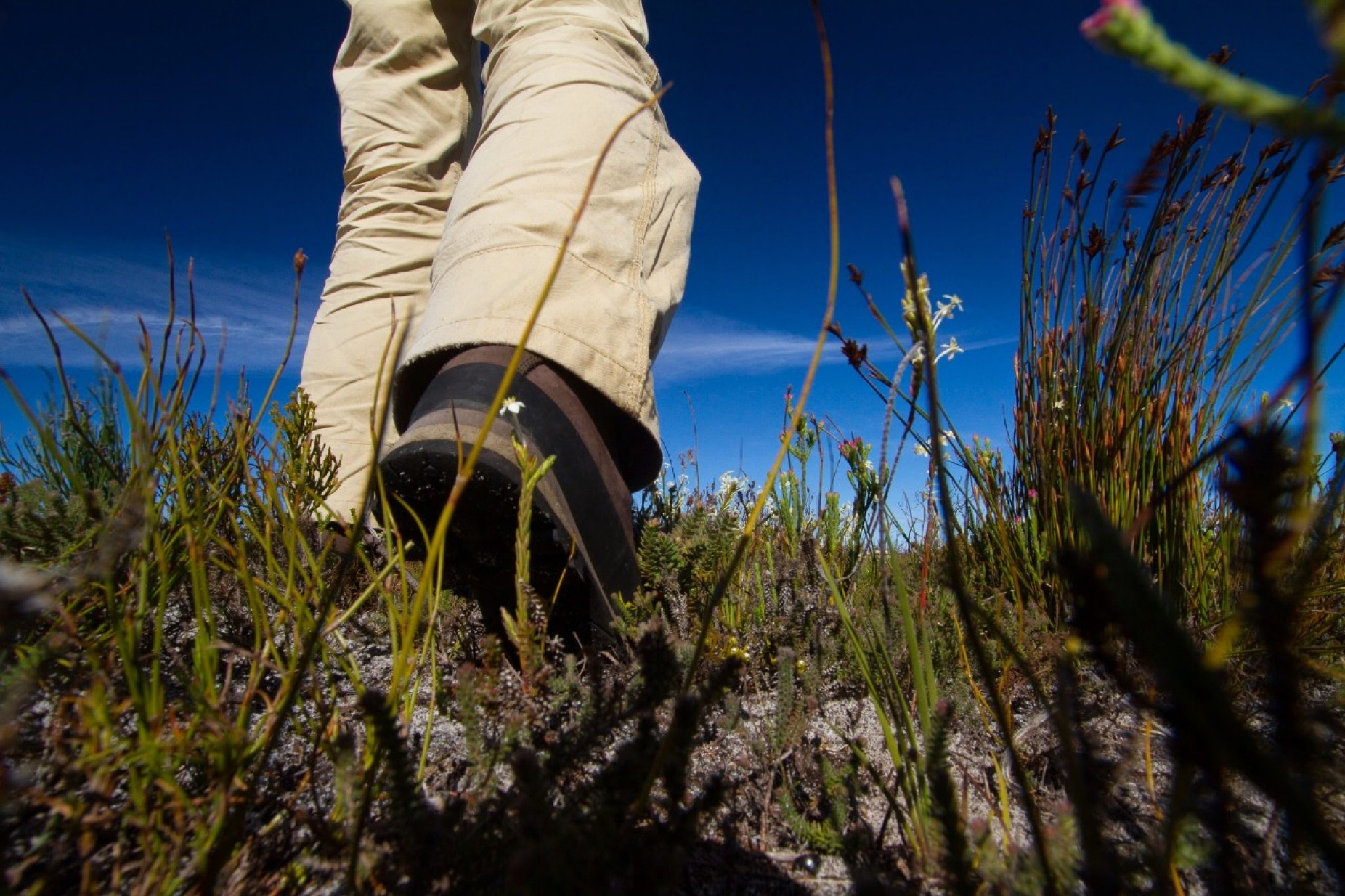 Zoom image: Researcher Adam Wilson walks in the fynbos, a belt of shrubland in South Africa&rsquo;s Greater Cape Floristic Region. Credit: Adam Wilson 