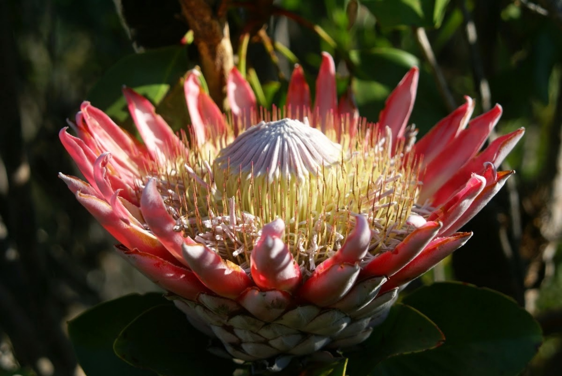 Zoom image: King protea, a flowering plant, is among species found in South Africa&rsquo;s Greater Cape Floristic Region. Credit: Adam Wilson 