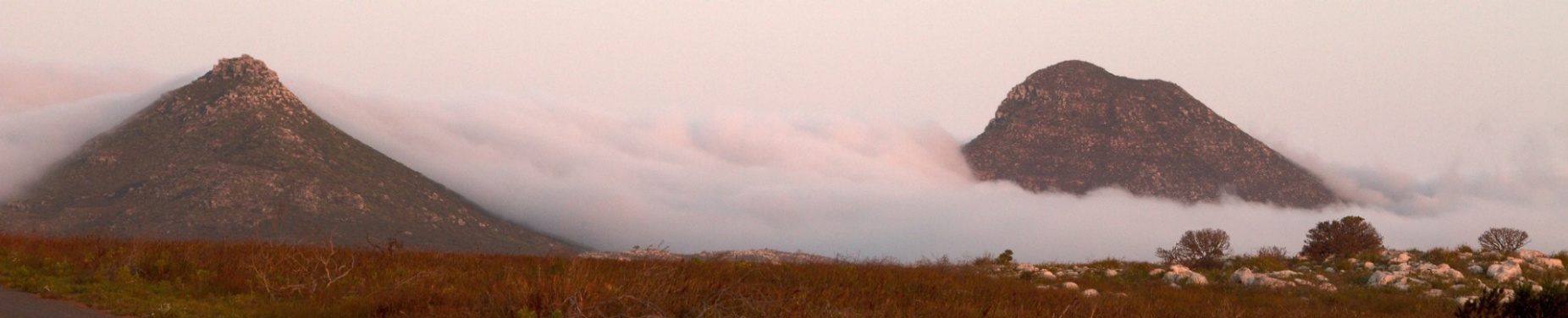 Zoom image: Foggy conditions on the Cape of Good Hope, the southwestern most point of the African continent, and part of the Greater Cape Floristic Region. The region has a Mediterranean climate (hot, dry summers and mild, wet winters). Fog is one of the only sources of moisture during the hot summer months. Credit: Adam Wilson 