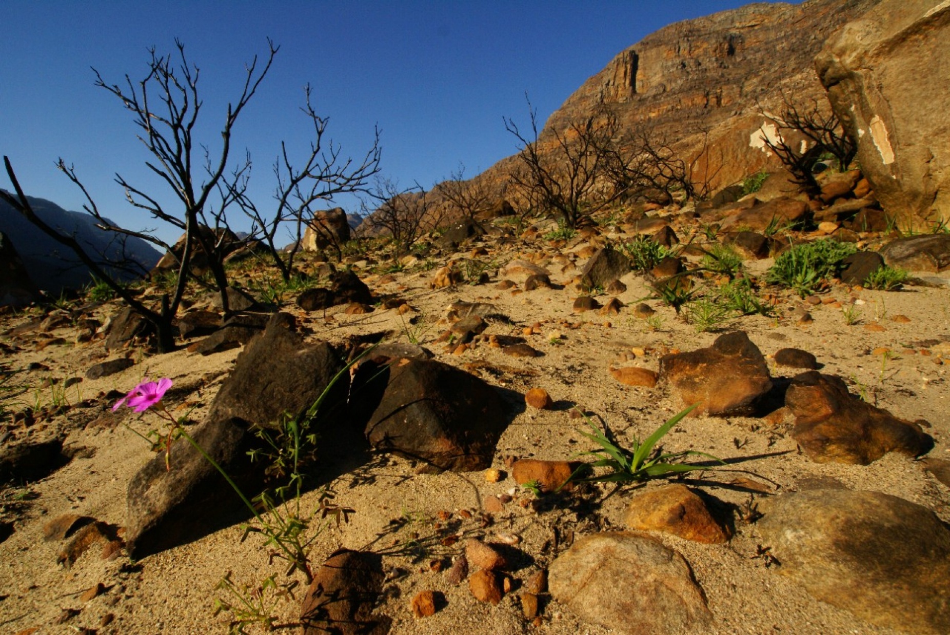 Zoom image: New plant life emerges in the fynbos of South Africa after a wildfire. Such fires, which help many native plants reproduce, make it difficult to detect unusual changes in vegetation. Credit: Adam Wilson 