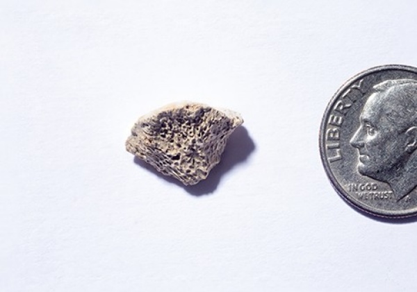 Zoom image: This bone fragment, a piece of a femur, was found in Southeast Alaska. It belongs to a dog that lived about 10,150 years ago, a study concludes. This image is a composite that employs a technique called focus-stacking to show details of the bone more clearly. Credit: Douglas Levere / University at Buffalo 