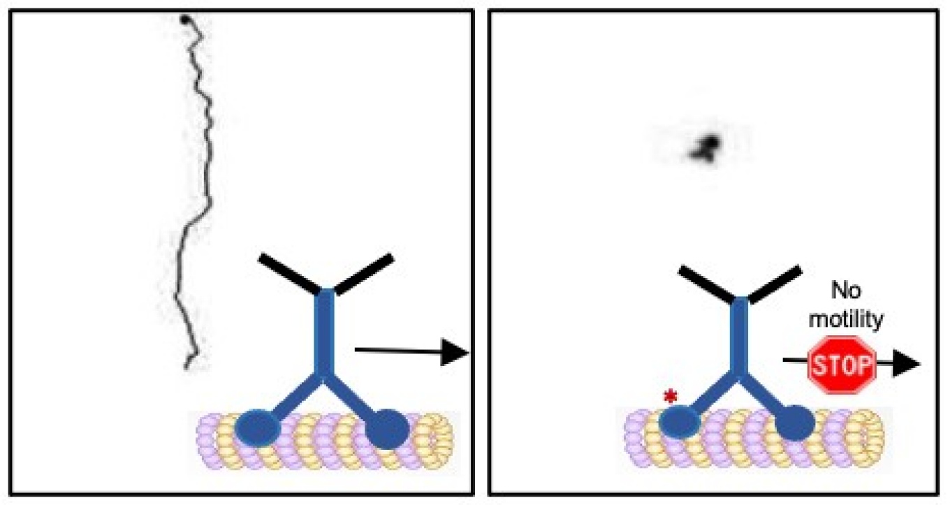 Zoom image: A study describes how an enzyme called GSK3β can act as a stop switch for a motor protein called kinesin 1. The dark line in the left panel shows the trajectory of a kinesin 1 motor protein with normal movement. The dark spot in the right panel shows the trajectory of a kinesin 1 motor protein whose motion has been stalled. Credit: Rupkatha Banerjee, adapted from a figure published in Development in a Dec. 23, 2021 article by Banerjee et al. 