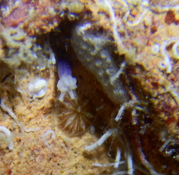 Zoom image: A young soft coral known as a recruit, pictured alongside a hard coral and a sponge recruit, which are common organisms on the reef. The soft coral recruit is a purple polyp with 8 tiny tentacles. Credit: Ángela Martínez Quintana 