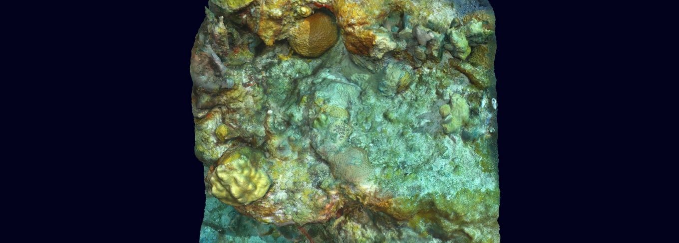 Zoom image: A birds-eye view of a digital model showing what the surface of a coral reef looks like. The surface is mottled, with bumps and shapes rising from it in shades of sea green, yellow and brown.