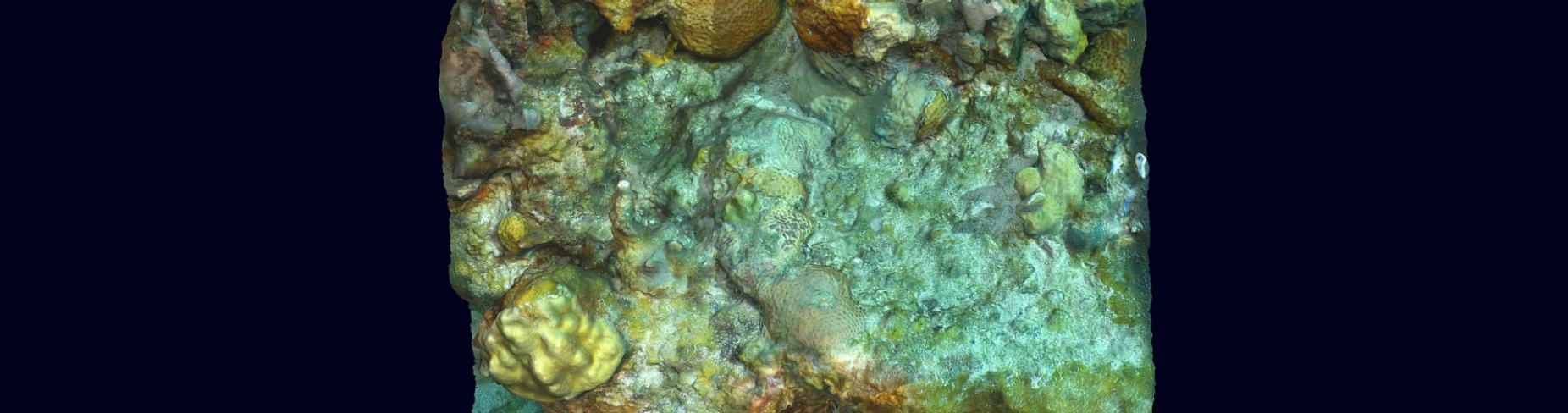 Zoom image: A birds-eye view of a digital model showing what the surface of a coral reef looks like. The surface is mottled, with bumps and shapes rising from it in shades of sea green, yellow and brown.