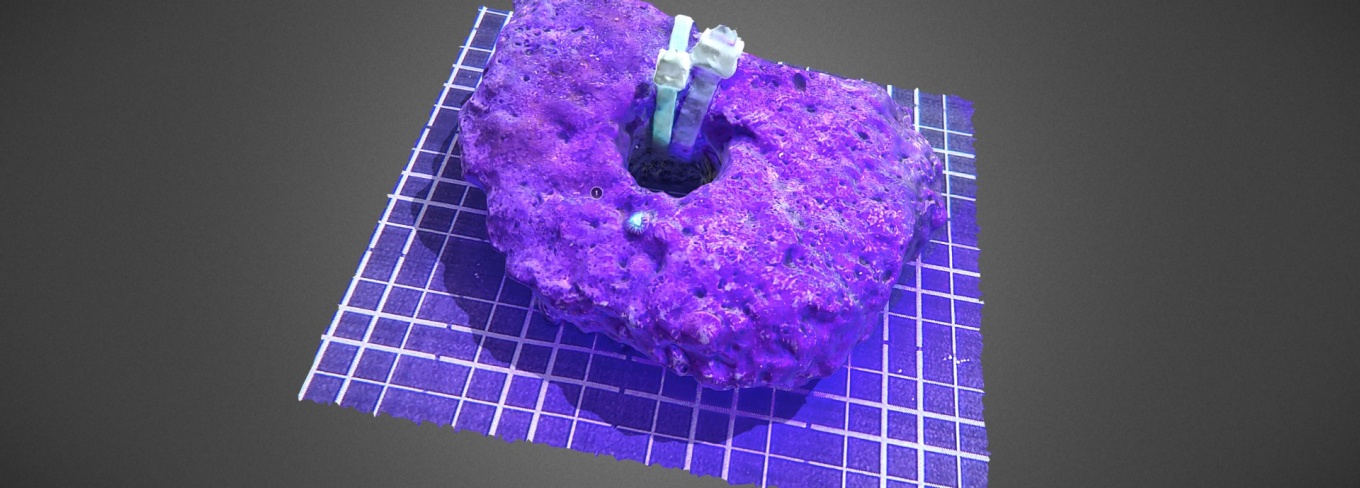 Zoom image: A bright round blue-green object on a bright purple rocky surface or substrate shaped like a donut.
