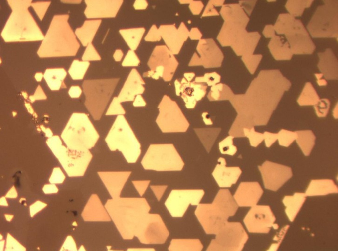 Zoom image: A microscope image shows numerous super-thin chromium telluride crystals grown atop tungsten diselenide. The crystals’ neat alignment with one another is an indication of dative epitaxy, the method through which the crystals were grown. Credit: Mengying Bian 