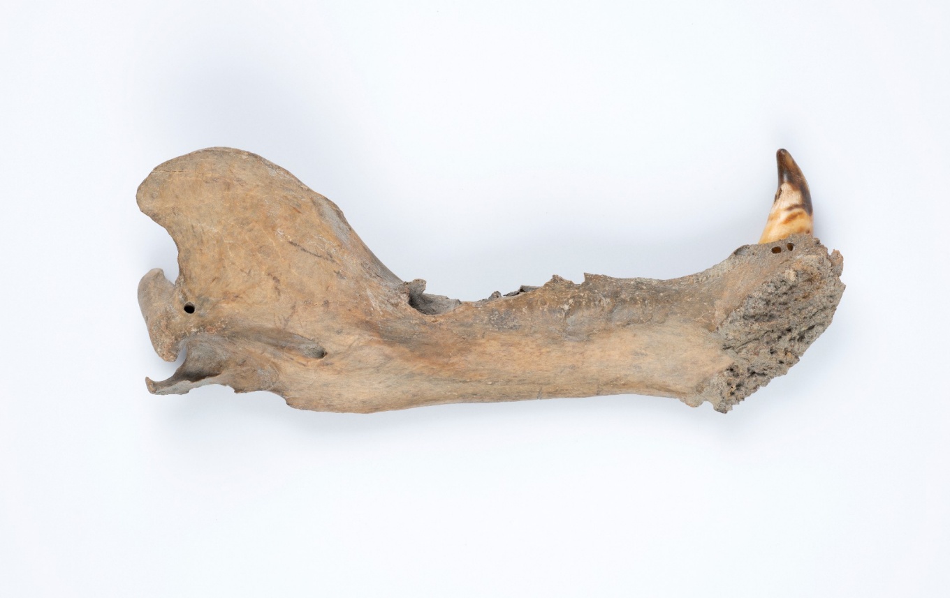 Zoom image: The subfossil jawbone of a polar bear that lived 115,000 to 130,000 years ago in Norway’s Svalbard archipelago. A genomic study includes an analysis of DNA extracted from a tooth attached to this jawbone, which is now housed at the Natural History Museum at the University of Oslo. Credit: Photo by Karsten Sund, Natural History Museum (NHM), University of Oslo 