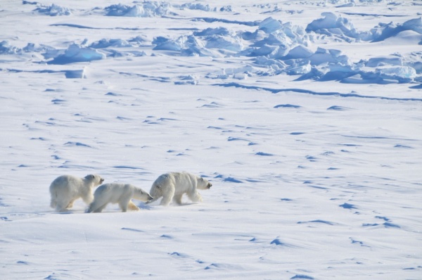 Zoom image: A mother polar bear and her 2-year-old cubs in northwestern Greenland. Credit: Øystein Wiig 