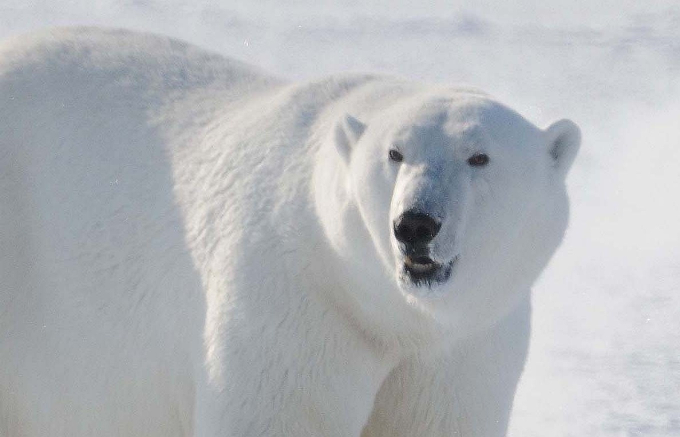 Zoom image: An adult male polar bear in northwestern Greenland. Credit: Øystein Wiig 
