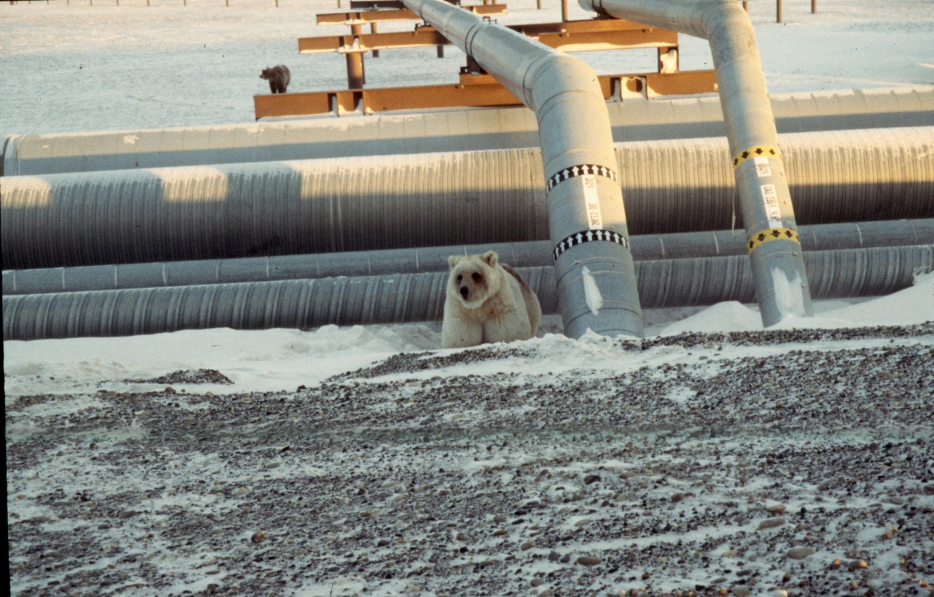 Zoom image: Genomes analyzed in a new study on bears include that of this bear, pictured here in 1995 on Alaska's North Slope. Scientists had wondered if this bear might be a brown bear-polar bear hybrid, but the new research finds that, “This bear is not a hybrid, but simply a light-colored brown bear,” says University at Buffalo biologist Charlotte Lindqvist. Credit: Richard Shideler, Division of Wildlife Conservation, Alaska Department of Fish and Game 