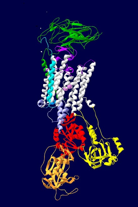 Zoom image: Variants in the ATP1A3 gene are associated with various neurological manifestations. Research team member Kathleen J. Sweadner, PhD, of Harvard University, imaged this ATP1A3 gene. 