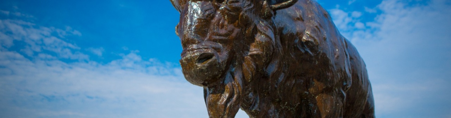 Bronze bison statue. 