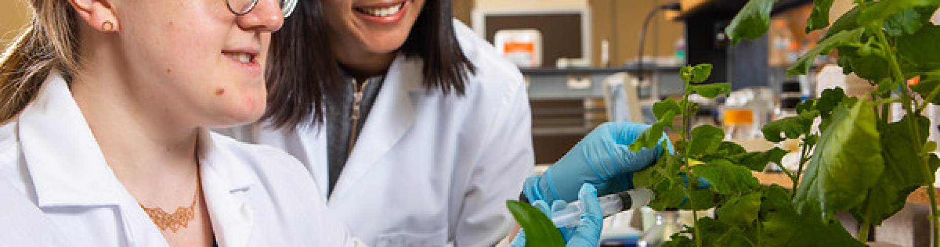 Emily Carrol and Zhen Wang, in white lab coats, work with foxglove plants in a UB lab. 