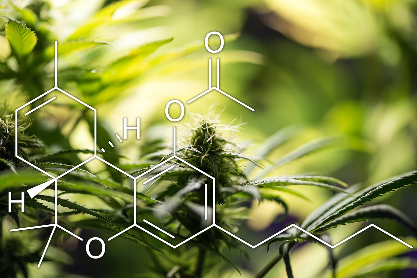Chemical model of THC-O-Acetate with a cannabis plant in the background.
