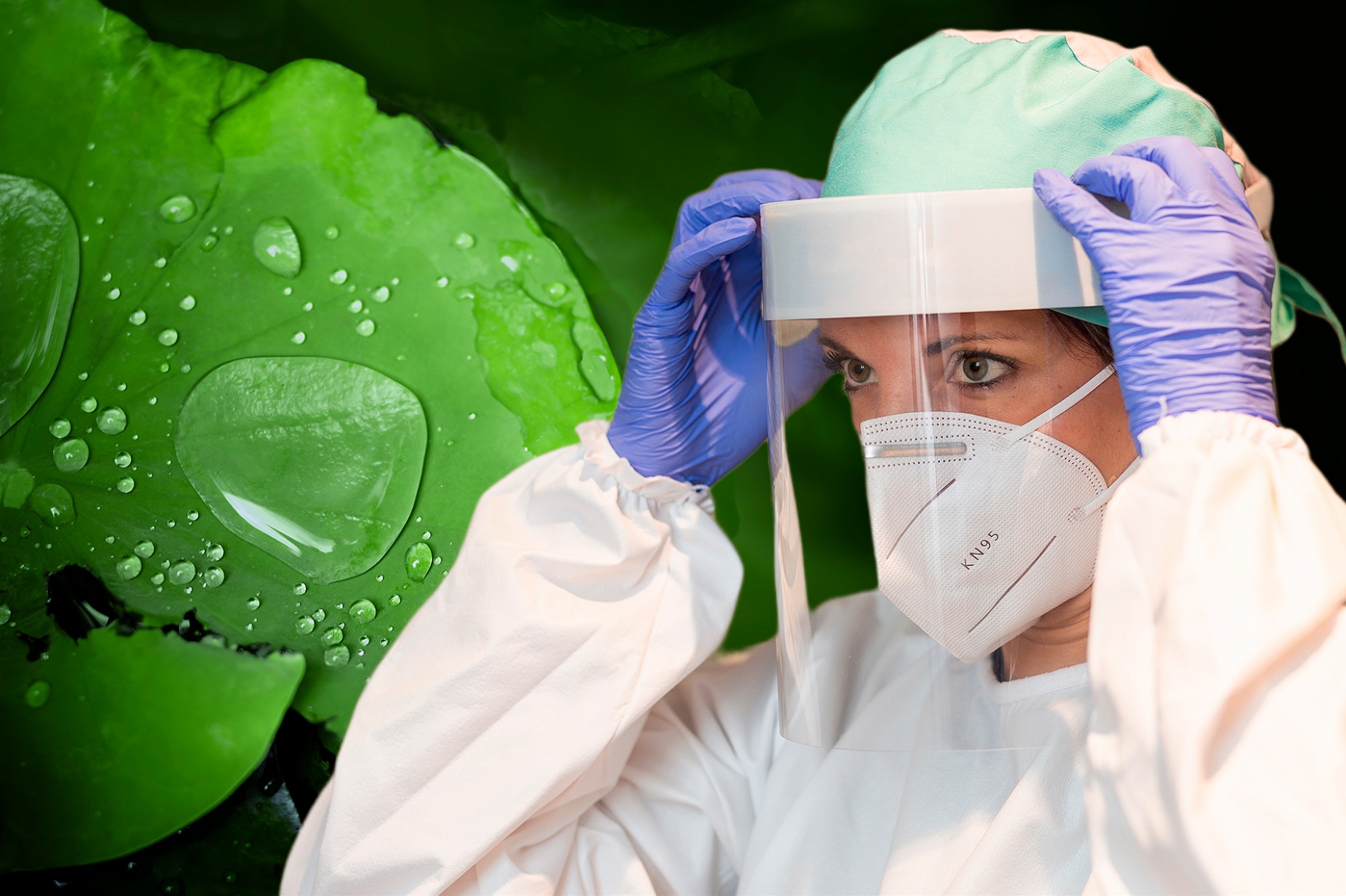 The water-repellent nature of lotus leaves led UB researchers to develope a fog-free face shield. 