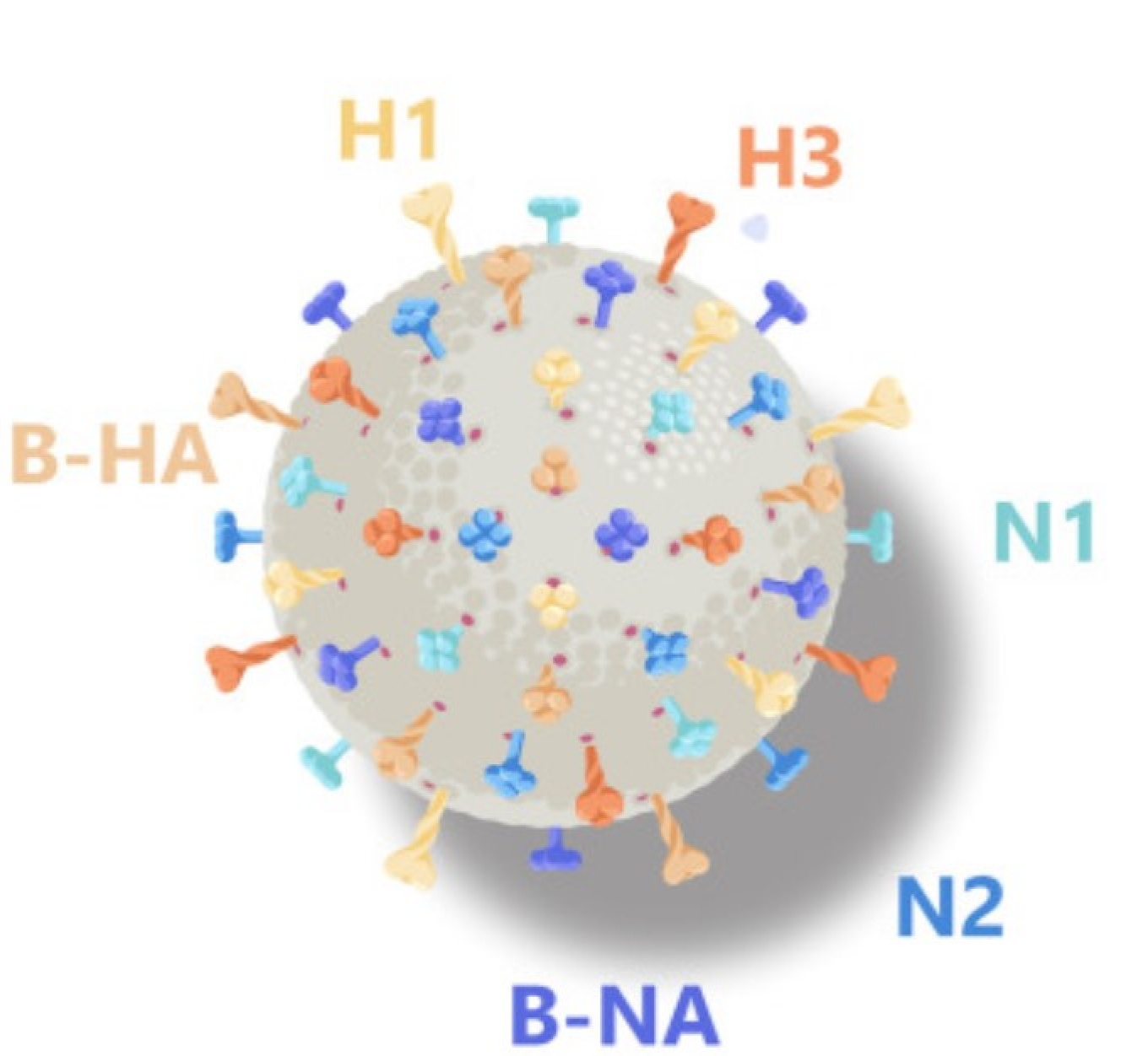 An image of a nanoliposome with the six different proteins attached to it. They're colored coded to indicated which is which. 