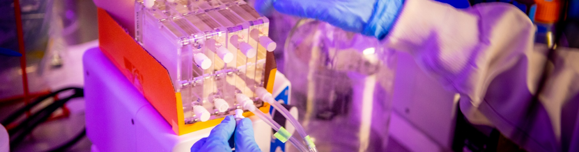 A pair of gloved hands inside Ian Bradley's lab work with algae in test tubes. 