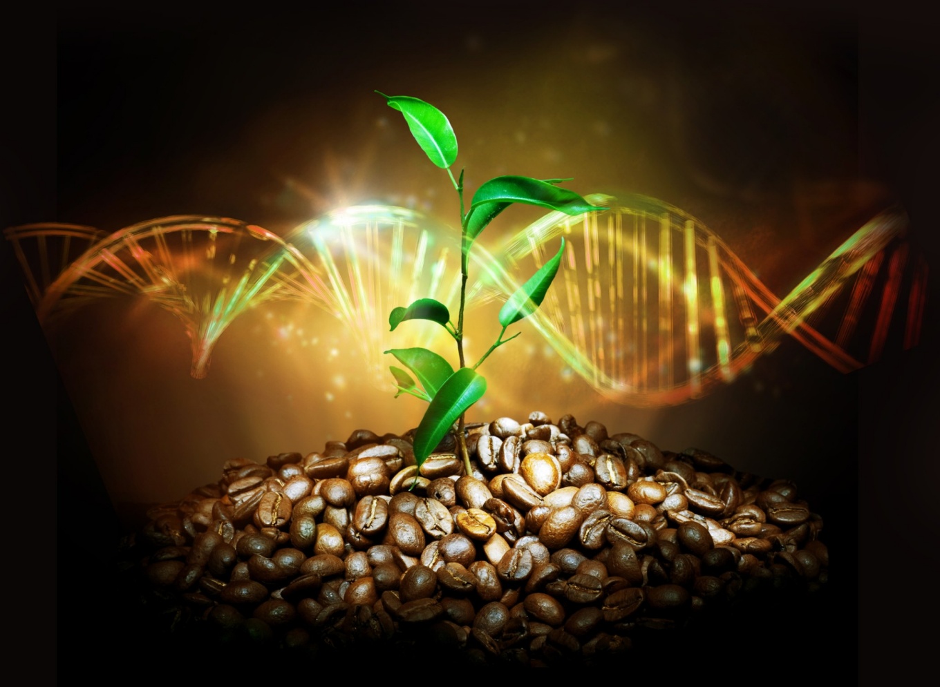 Zoom image: A photo illustration of a coffee plant emerging out of coffee beans with a transparent DNA symbol superimposed over it. 