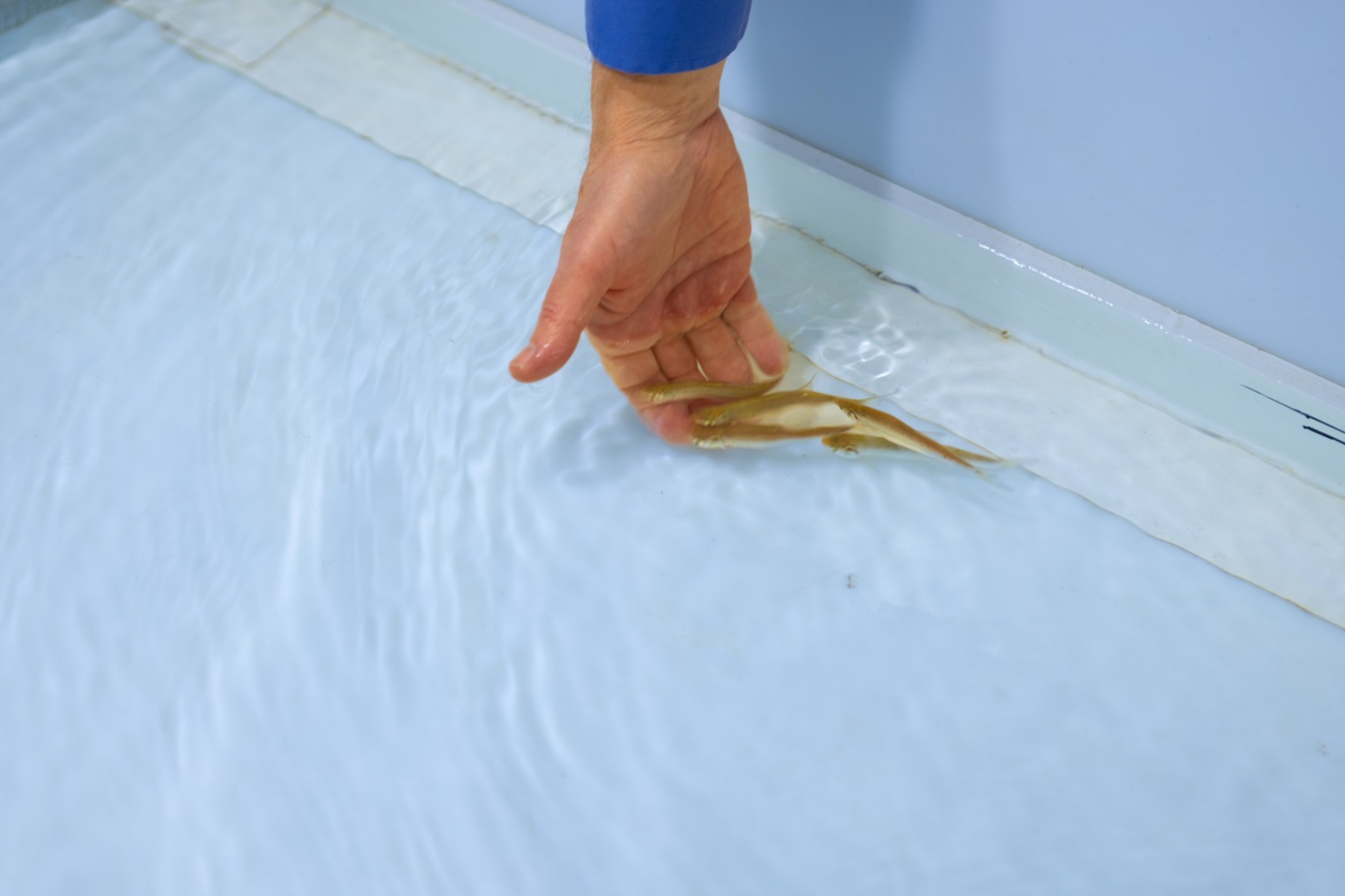 Zoom image: Emerald shiners are a small prey fish that's nonetheless crucial to the Niagara River ecosystem. Photo: Douglas Levere/University at Buffalo 