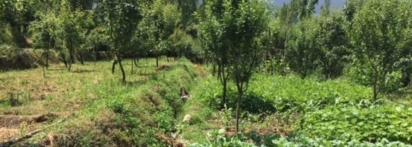 Haak growing in Kashmir.