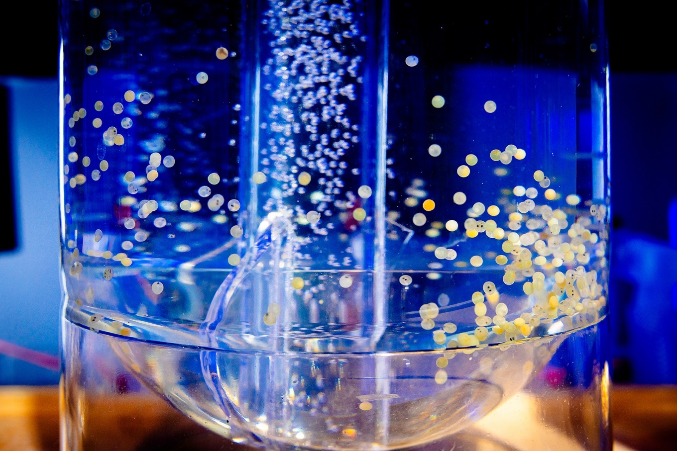 Zoom image: UB biologist Trevor Krabbenhoft is using AI to quantify DNA damage in Great Lakes fish, which are key indicators of healthy freshwater environments. The goal is to better understand how environmental stressors like chemical contaminants impact the genetic makeup and health of fish. Here, fish eggs are developing in his lab. Photo: Douglas Levere 