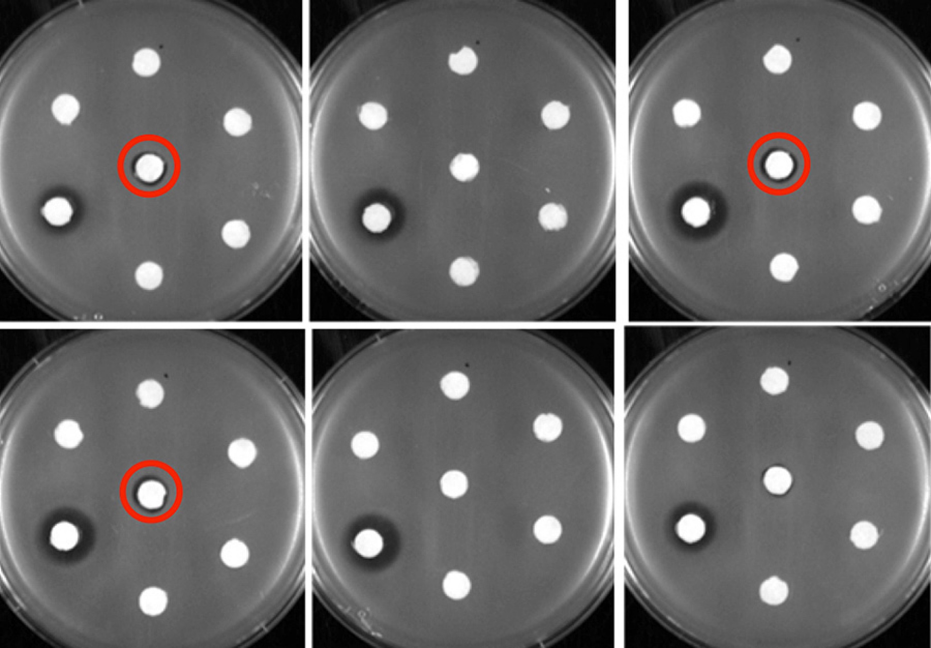 White filter disks holding antibiotics sit on petri dishes housing erythromycin-resistant Bacillus subtilis. 
