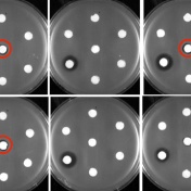 Antibiotic factories. 