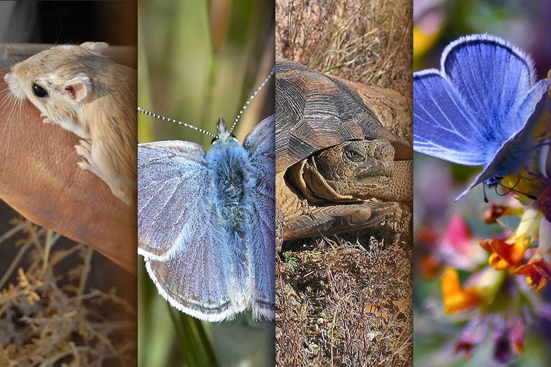 (l-r) kangaroo rat, Mission Blue butterfly, Desert tortoise, Smith's Blue butterfly. 
