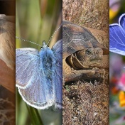 Investigating endangered species protection. 