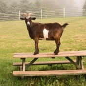 Tracking &lsquo;farm to table&rsquo; spurs purchases. 