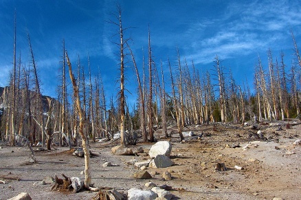 Zoom image: Carbon dioxide, likely derived from magma deep underground, has been rising to the surface and killing trees near Mammoth Mountain, on the edge of Long Valley caldera in California. Photo: Marcus Bursik 