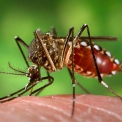 U.S. can handle Zika. 