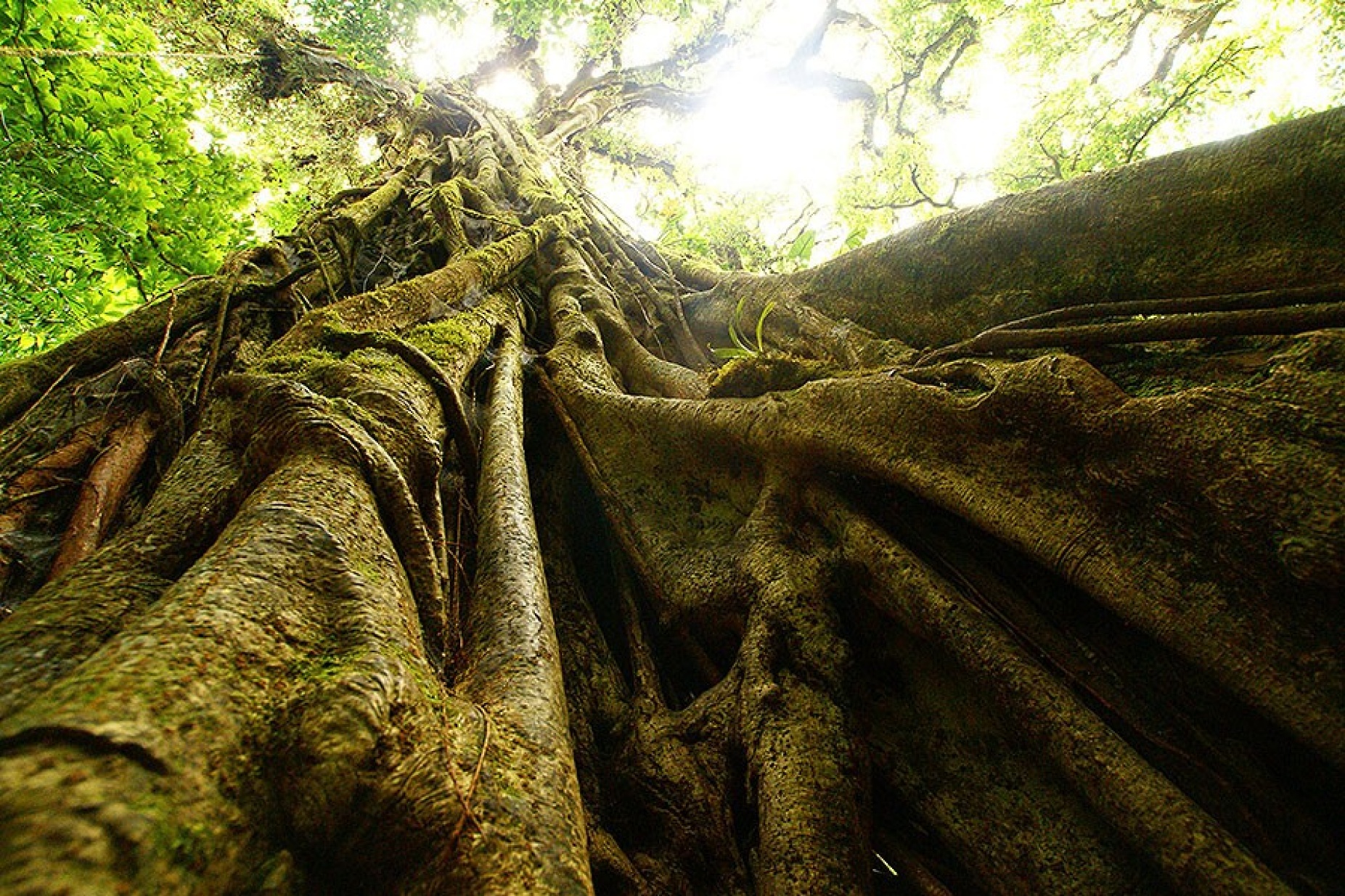 ficus plant enwraps a jungle tree. 