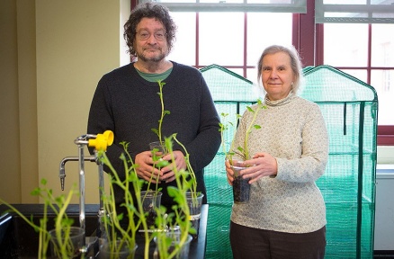 Zoom image: UB plant biologists James O. Berry and Mary Bisson serve as advisers on the space potato project. Photo: Douglas Levere 