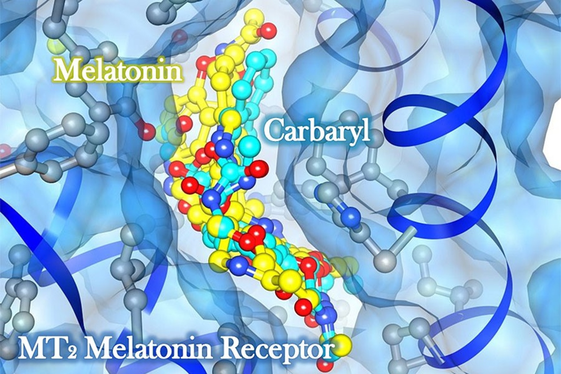 computer-generated image demonstrates how melatonin and carbaryl, a common insecticide, bind directly to the directly to the same binding region on the human melatonin receptor. 