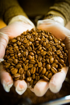 Closeup of Larry Stitts' hands holding coffee beans.