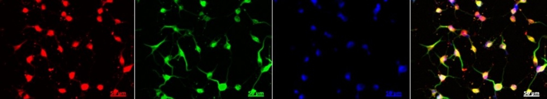 stem cells. 
