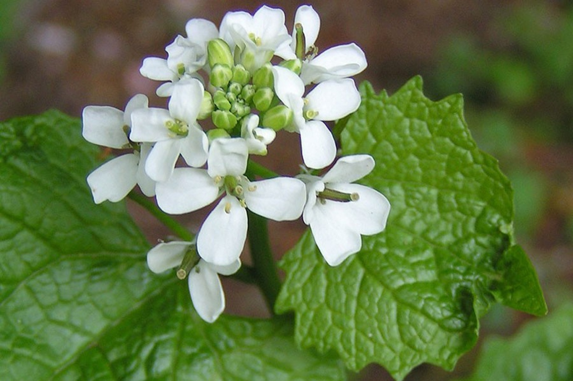 garlic mustard. 