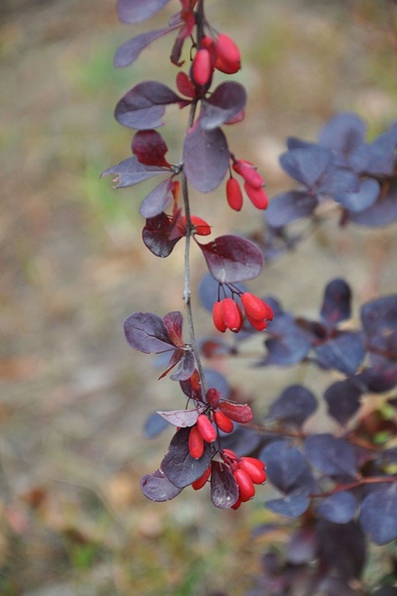 Japanese Barberry. 