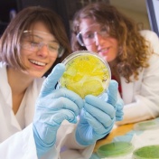 women wearing lab coats and googles in a research lab holding a petri dish filled with a yellow substance. 