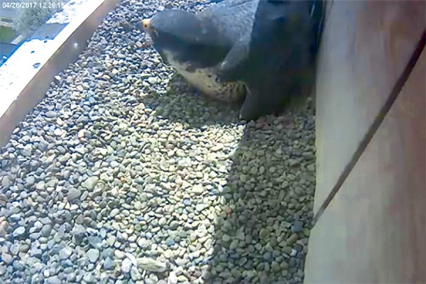 One of the UB falcons in the nesting box, sitting on the eggs. 